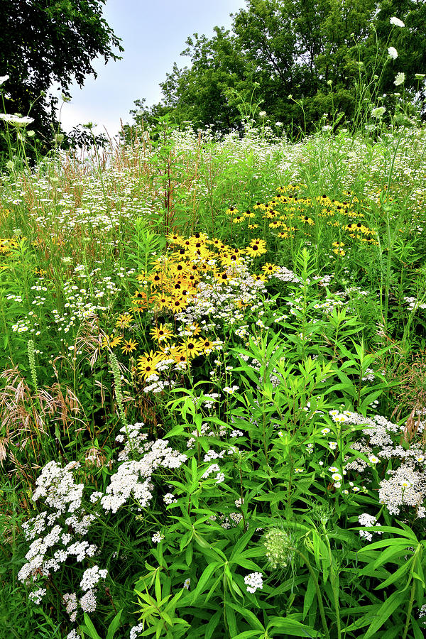McHenry County Conservation District Wildflowers Photograph by Ray Mathis