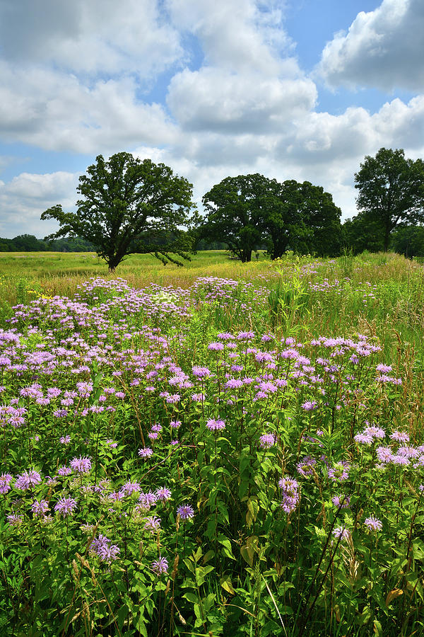 McHenry County Wild Prairie Photograph by Ray Mathis