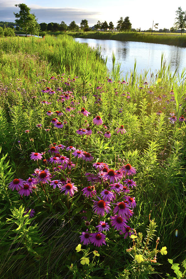 McHenry Wildflowers Photograph by Ray Mathis