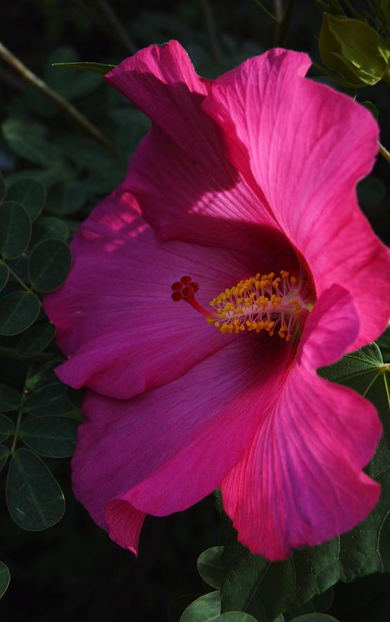 McIntosh Hibiscus Beauty Photograph by Warren Thompson