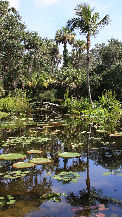 McKee Botanical Garden Landscape Vero Beach Florida Photograph by M E