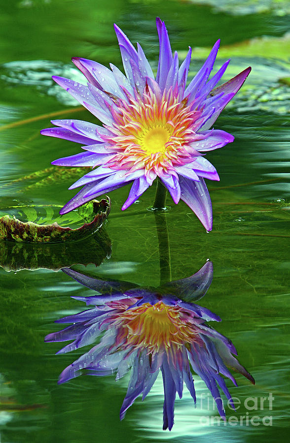 McKee Water Lily Photograph by Larry Nieland