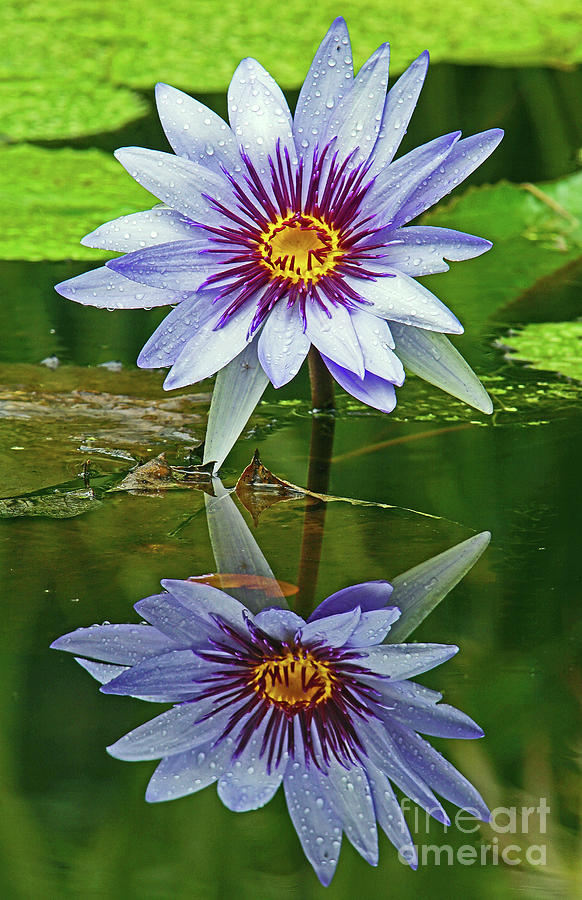 McKee Waterlily II Photograph by Larry Nieland