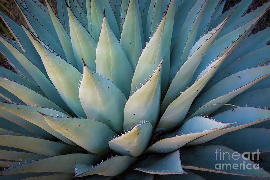 McKittrick Agave Photograph by Inge Johnsson