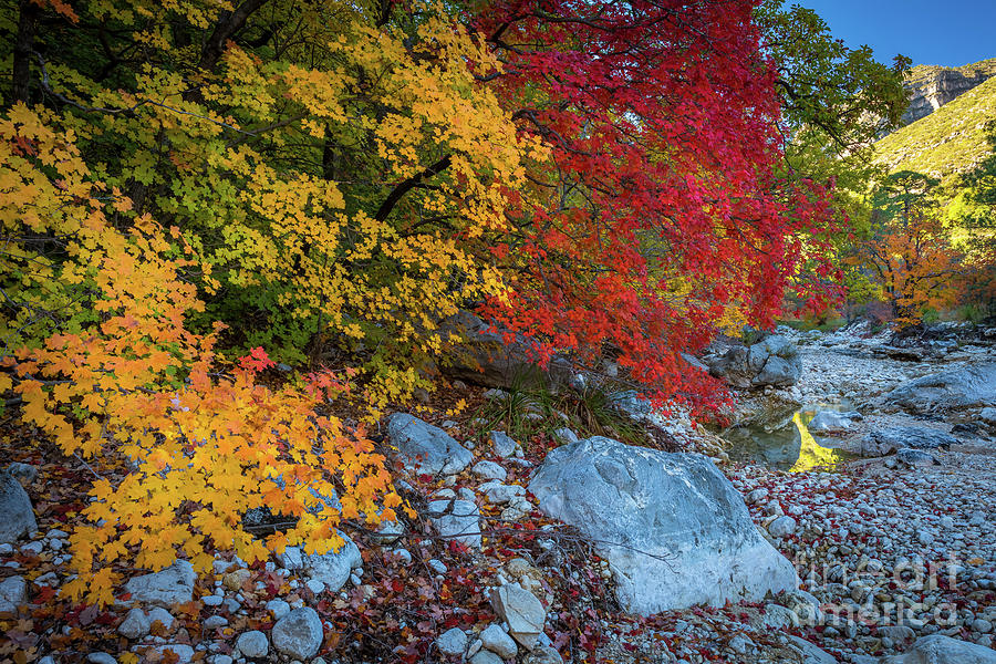 McKittrick Autumn Photograph by Inge Johnsson