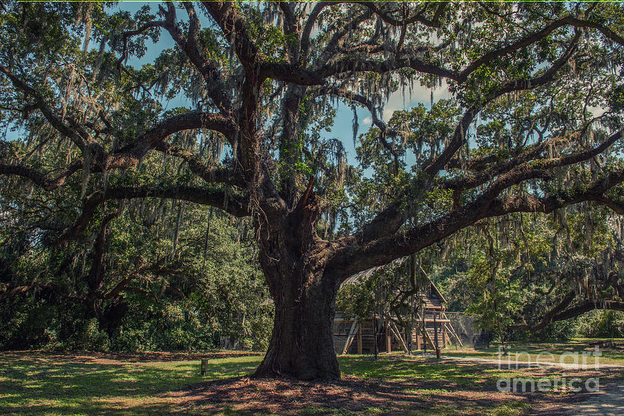 McLeod Plantation Live Oak Tree Photograph by Dale Powell