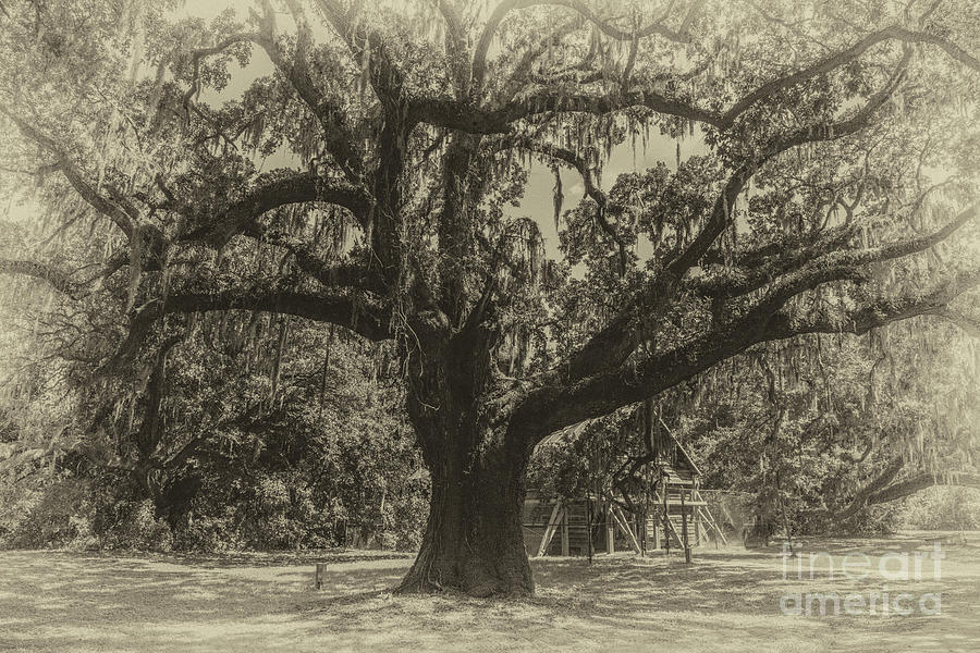 Mcleod Plantation Majestic Oak Photograph