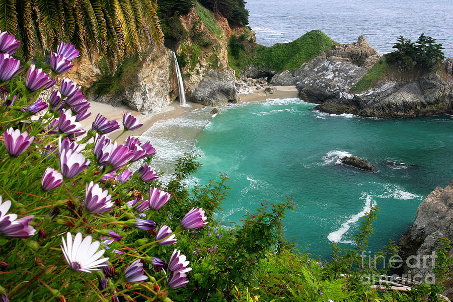 Flower Photograph - McWay Falls by Buck Forester