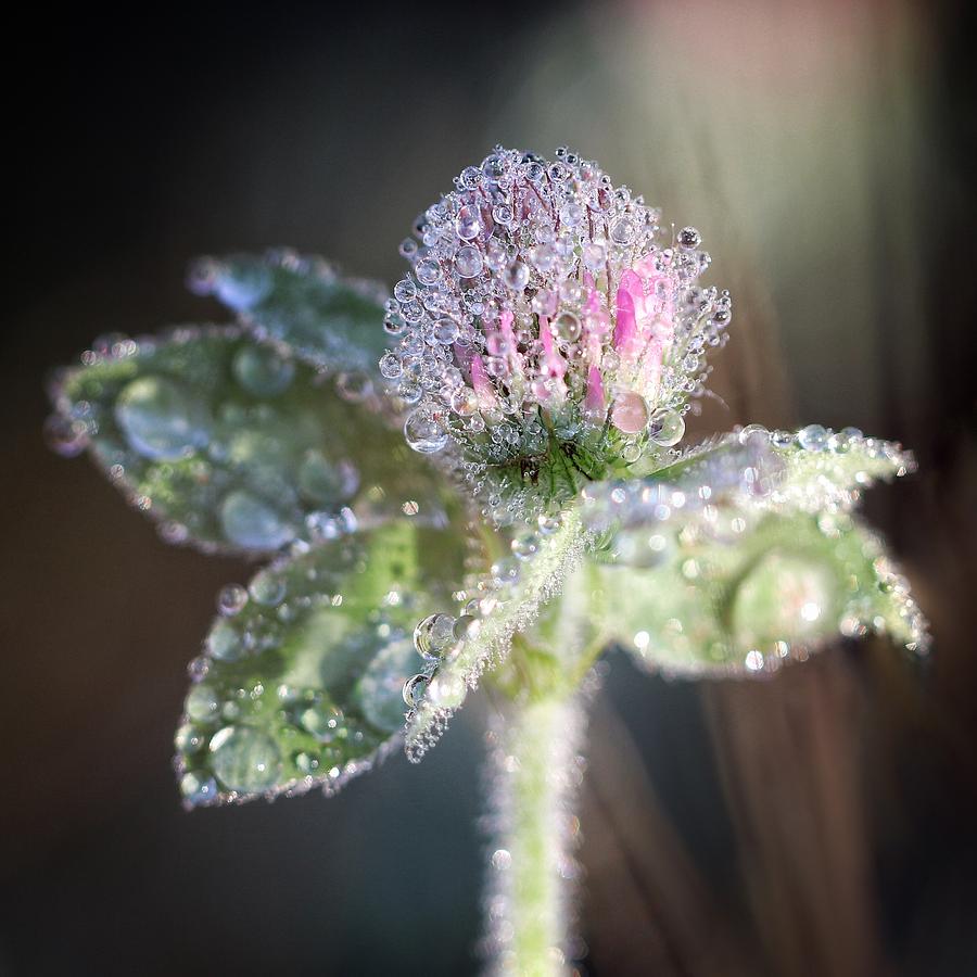 Dew on Clover Photograph by Alisa Smith Williams