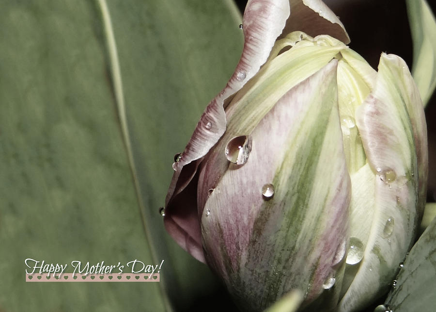 Mothers Day Photograph - MD Tulip by Dark Whimsy