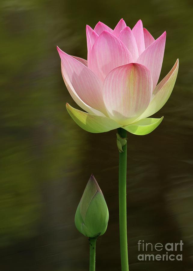 Pink Lotus and A Bud Photograph by Sabrina L Ryan