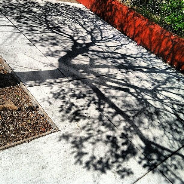 Tree Photograph - Me and my Shadow by Courtney Haile