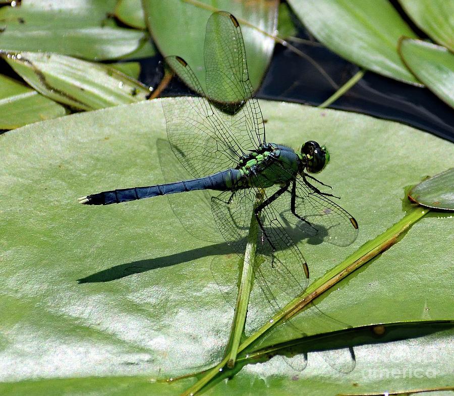 Me And My Shadow - Blue Dasher Dragonfly Photograph