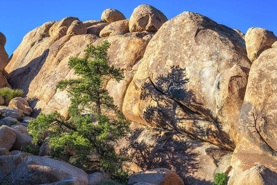 Afternoon Shadows At Joshua Tree National Park Photograph by Joseph S Giacalone