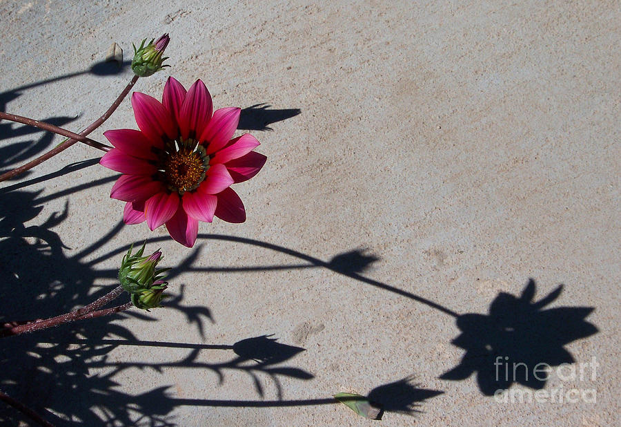 Me and My Shadow Photograph by Kathy McClure