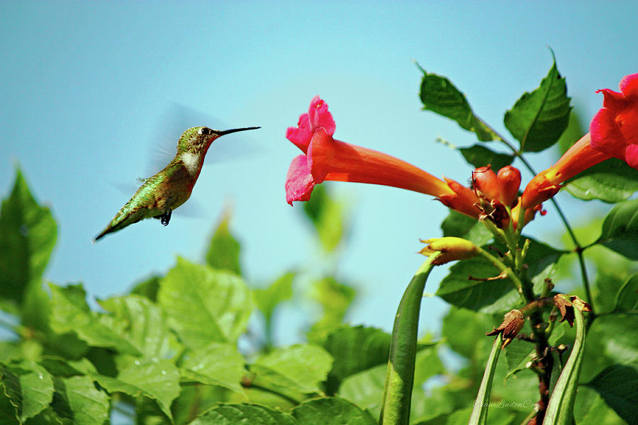 Hummingbird Photograph - Me and My Trumpet by Diane Lindon Coy