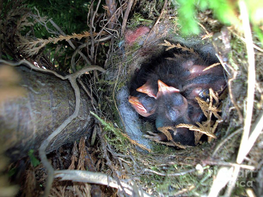 Birds Nest Photograph by Kim Tran