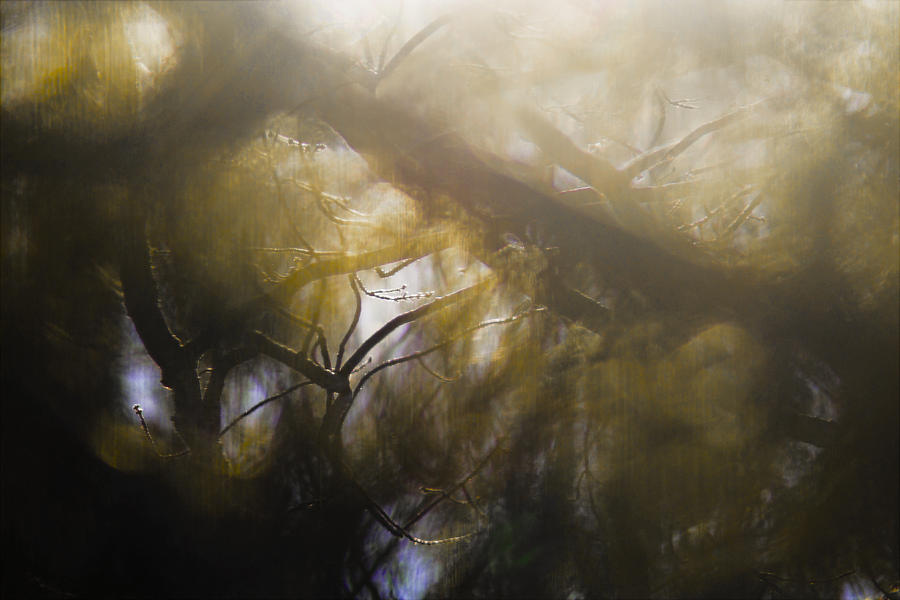 Tree Photograph - Me Fuddled by Linda McRae