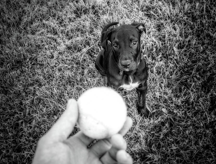 Animal Photograph - Me on here, throwing the ball and really no one? by Jeff Sebaugh