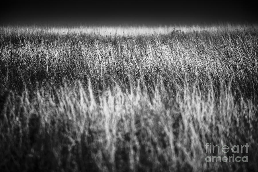 Meadow 1 Photograph