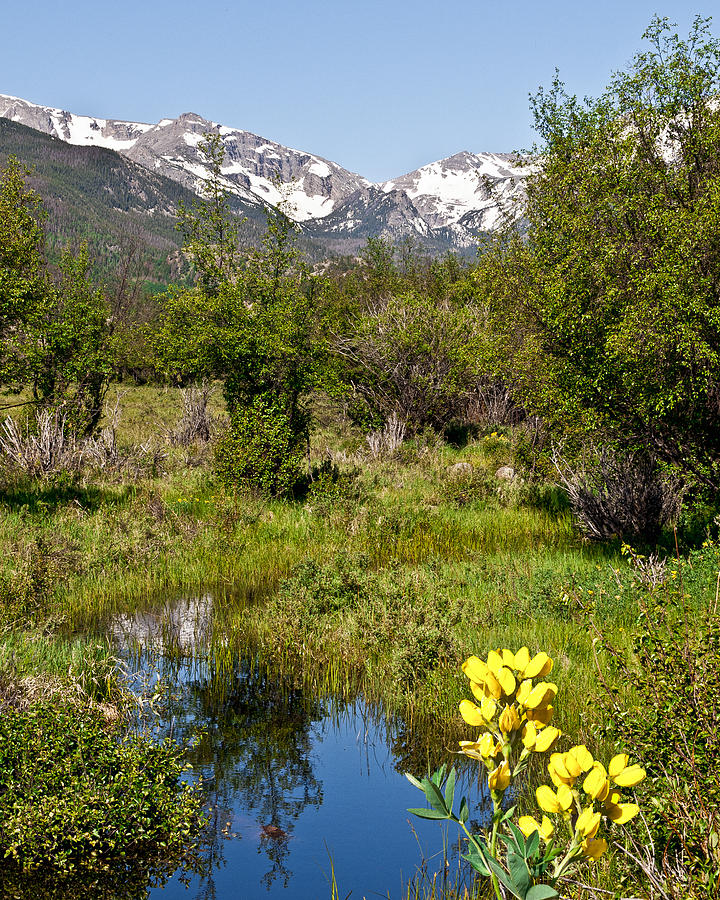 Meadow and Wild Flowers and Mountains Photograph by Betty Eich