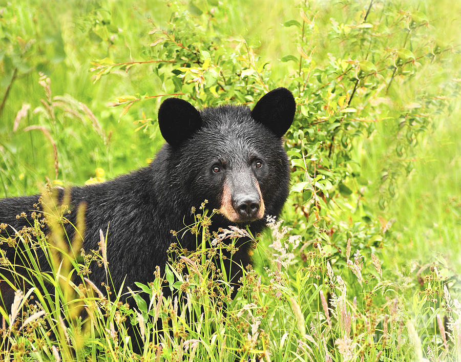 Meadow Black Bear Photograph by Timothy Flanigan - Fine Art America