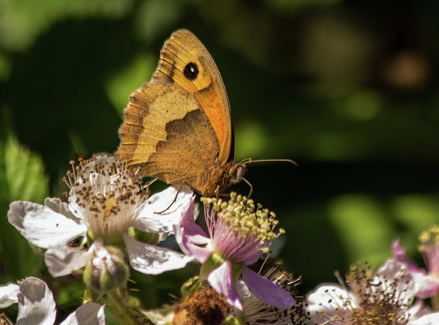 Meadow Brown Butterfly Feeding Photograph by Jeff Townsend