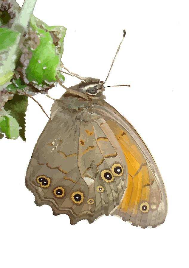Meadow Brown Butterfly Feeding On Aphids Isolated Photograph by Taiche Acrylic Art