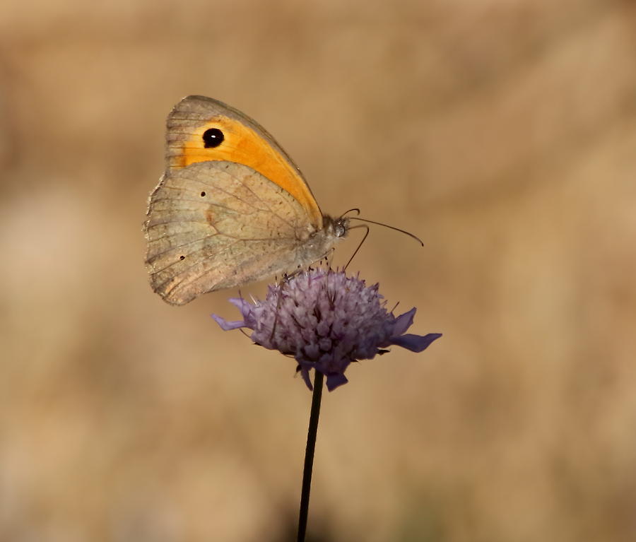 Meadow Brown Butterfly Photograph by Jeff Townsend
