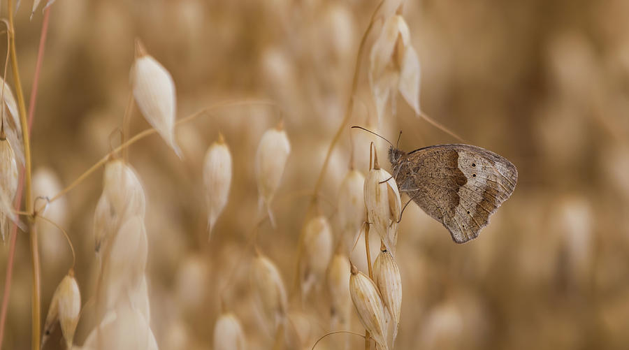 Meadow Brown roosting Photograph by Wendy Cooper