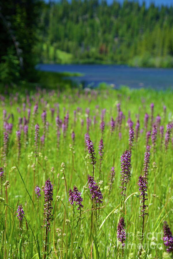 Meadow by Alpine Lake Photograph by Bruce Block