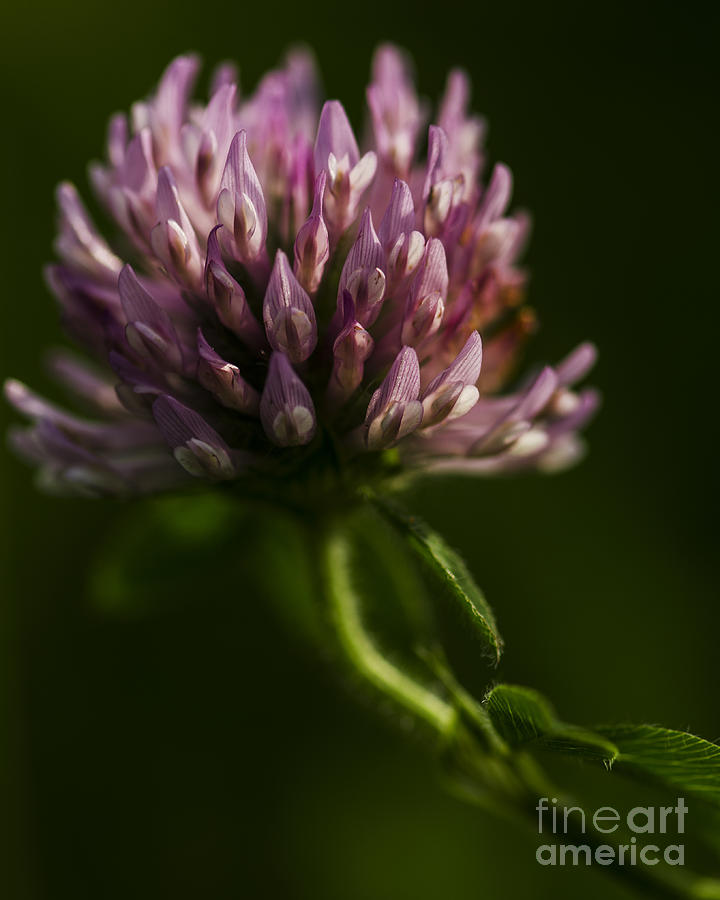Meadow Clover Photograph by JT Lewis