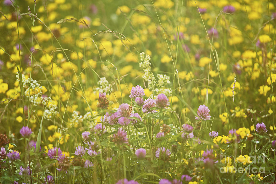Meadow Dreams... Photograph by Nina Stavlund