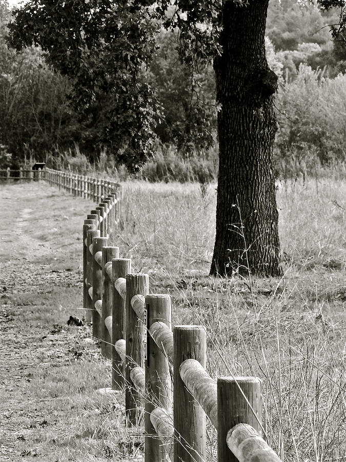 Meadow Fence Photograph by Liz Vernand