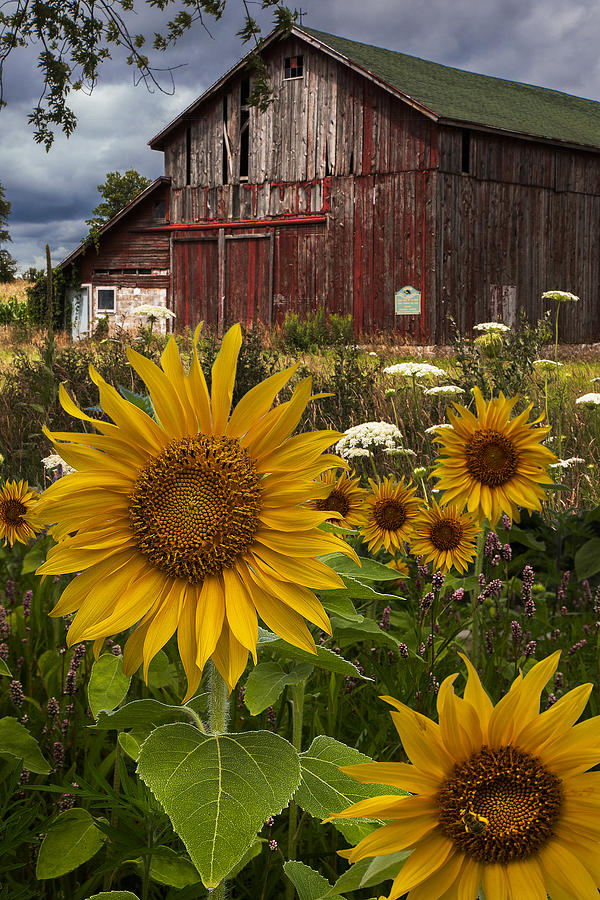 Meadow Flowers at the Barn Photograph by Debra and Dave Vanderlaan