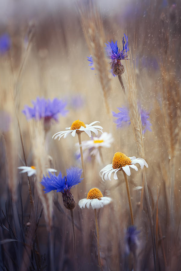 Nature Photograph - Meadow Flowers by Magda Bognar