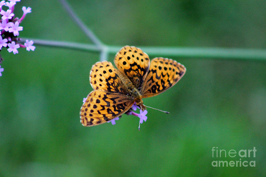 Meadow Fritillary Butterfly 2015 Photograph by Karen Adams