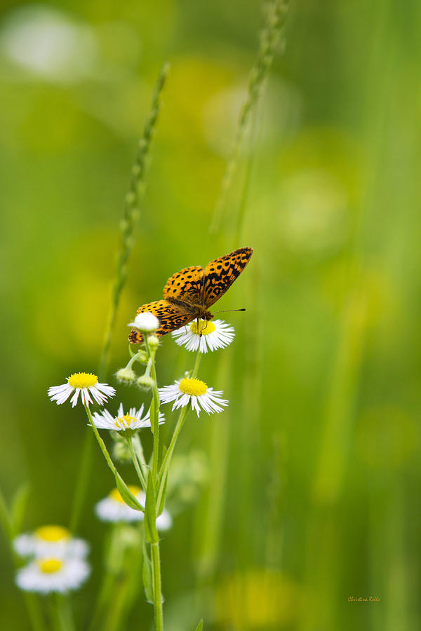 Flower Photograph - Meadow Fritillary Butterfly by Christina Rollo