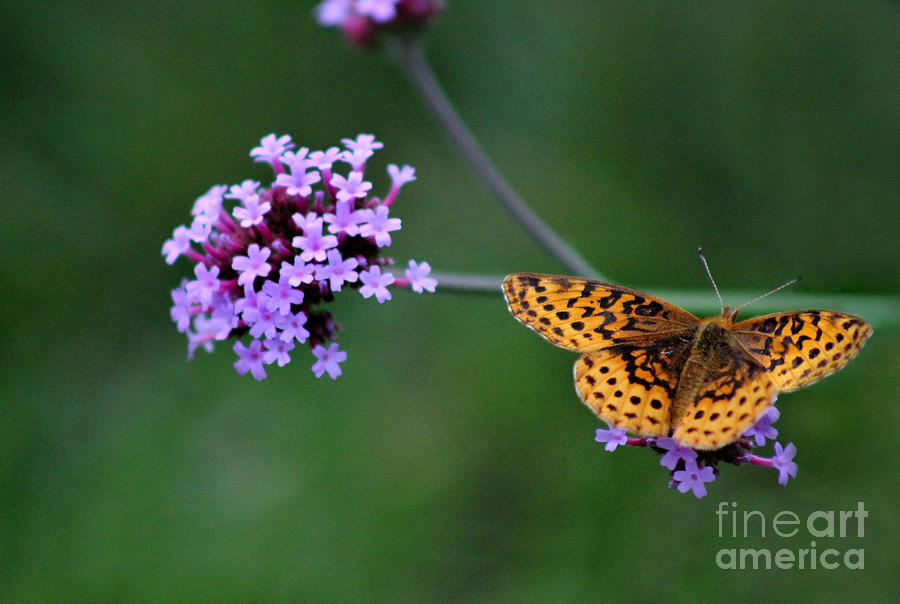 Meadow Fritillary Butterfly on Verbena 2015 Photograph by Karen Adams
