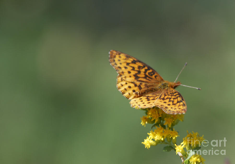 Butterfly Photograph - Meadow Fritillary by Randy Bodkins