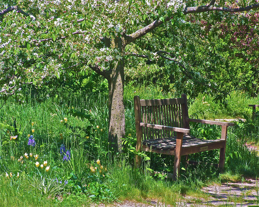 Meadow Garden Bench  Photograph by Janis Senungetuk