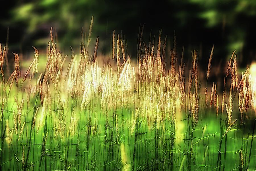 Meadow Grass Photograph by John Meader