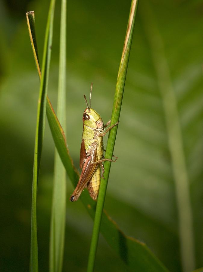 Meadow grasshopper Photograph by Jouko Lehto