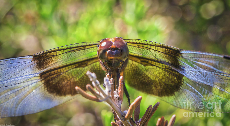 Meadow Hawk Dragonfly 2 Photograph by Mitch Shindelbower