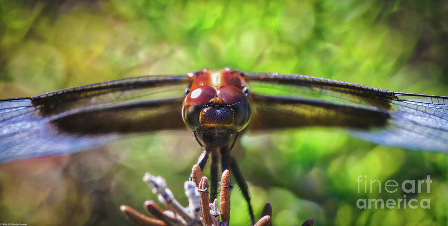 Meadow Hawk Dragonfly Photograph by Mitch Shindelbower