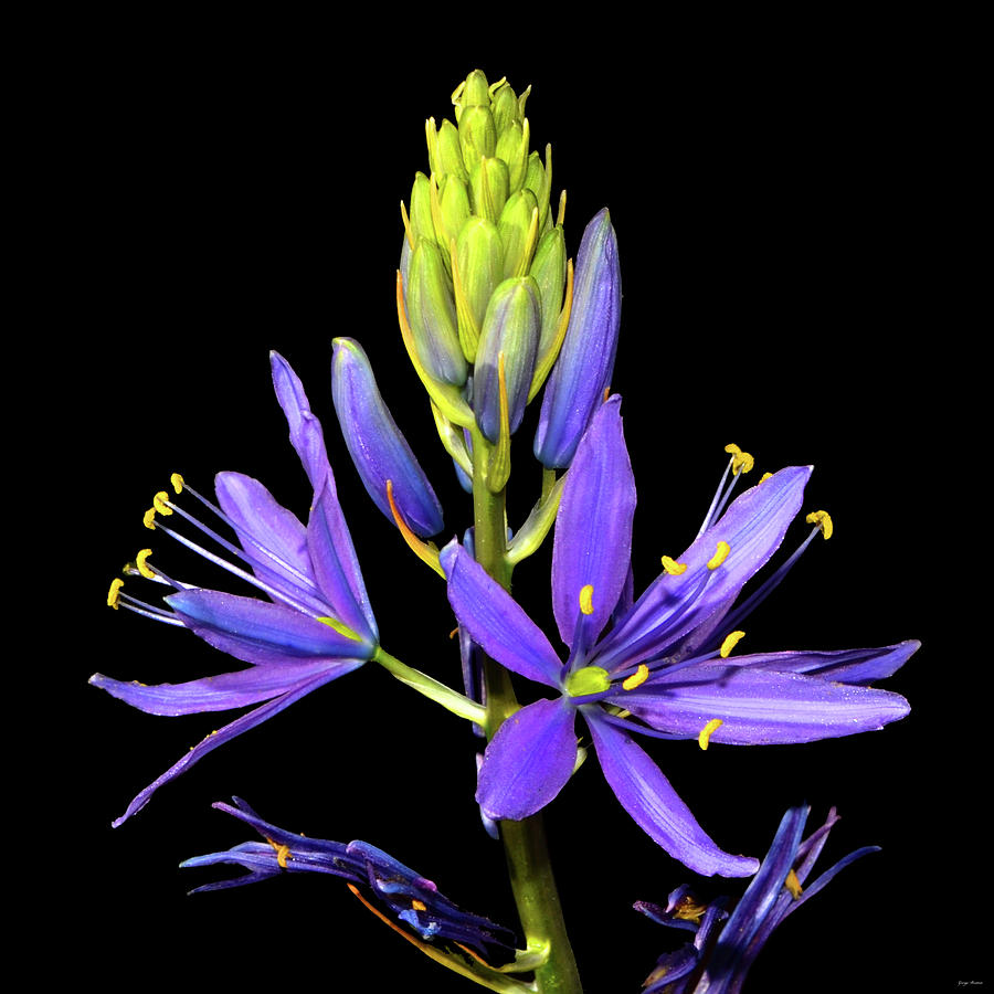 Meadow Hyacinth 002 Photograph by George Bostian