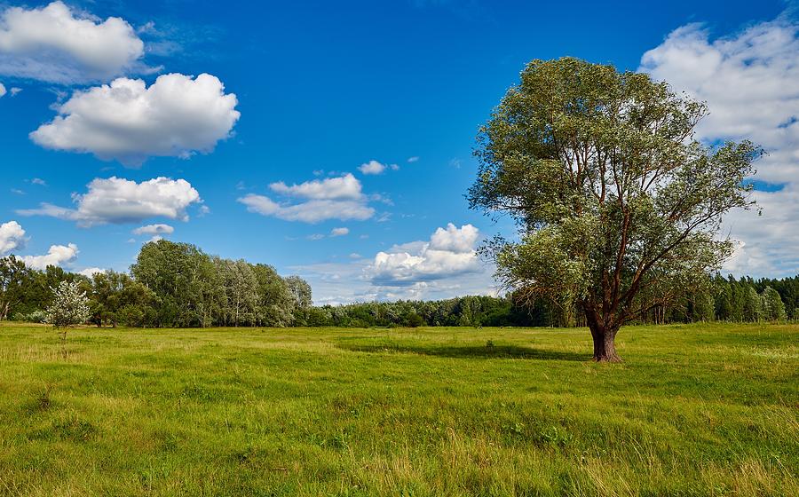 Meadow Photograph by Igor Nayda | Fine Art America