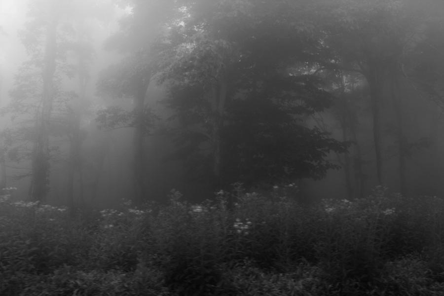 Meadow in the Fog in Black and White Photograph by Kelly Hazel