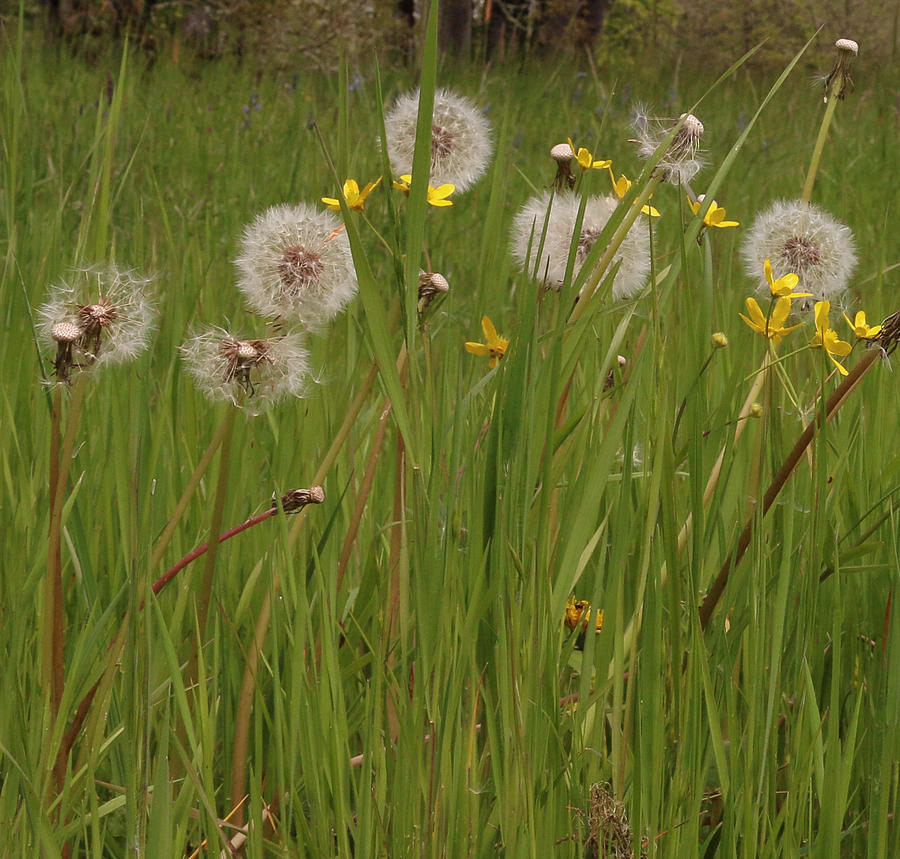 Meadow Photograph by Kami McKeon