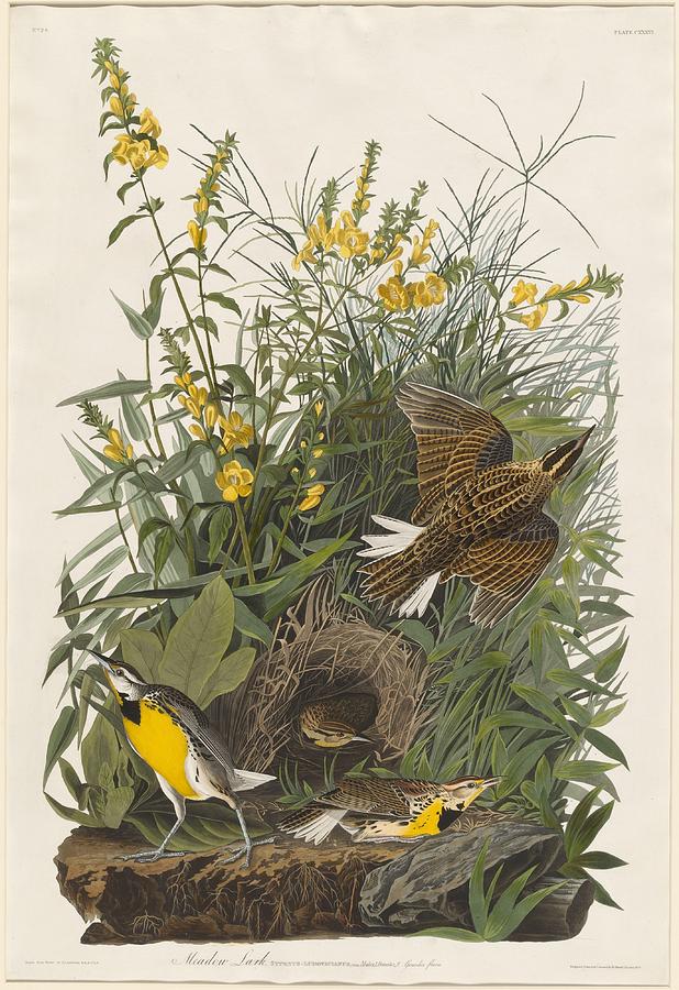 John James Audubon Drawing - Meadow Lark by Dreyer Wildlife Print Collections 